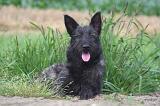 BOUVIER DES ARDENNES 349